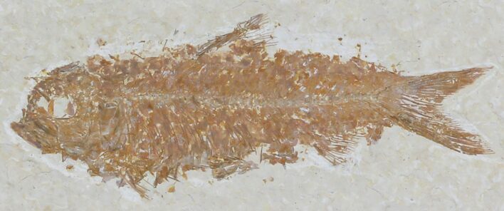 Knightia Fossil Fish #32705